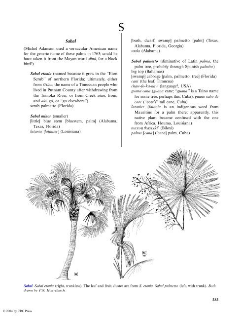 seed cedar -Thuya occidentalis 200 hedge white Cèdre Northern