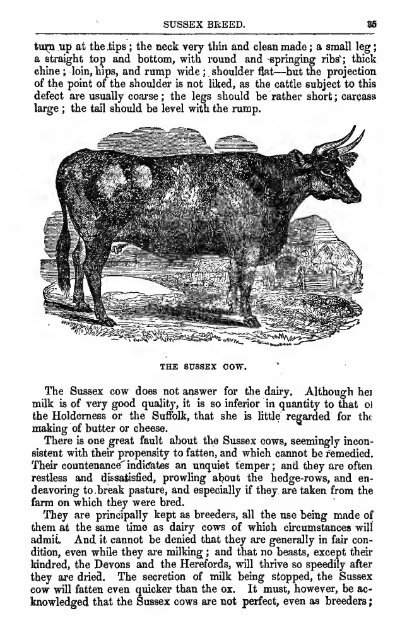 Cattle 1853 - Lewis Family Farm