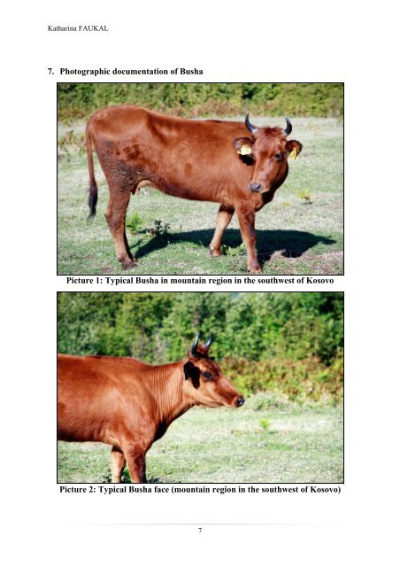 The Busha cattle – a breed originated in middle ... - SAVE Foundation