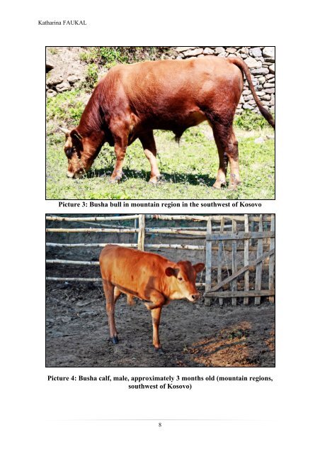 The Busha cattle – a breed originated in middle ... - SAVE Foundation
