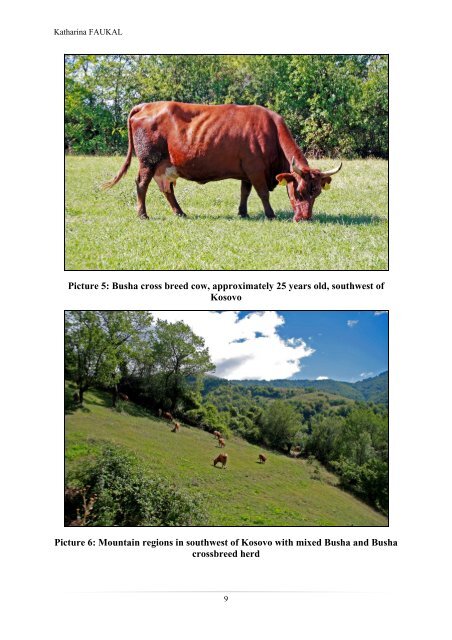 The Busha cattle – a breed originated in middle ... - SAVE Foundation