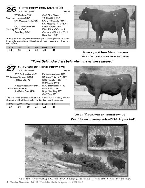 Commercial Bred Heifer and Bull Sale - The Cattle Range