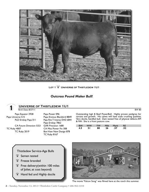 Commercial Bred Heifer and Bull Sale - The Cattle Range