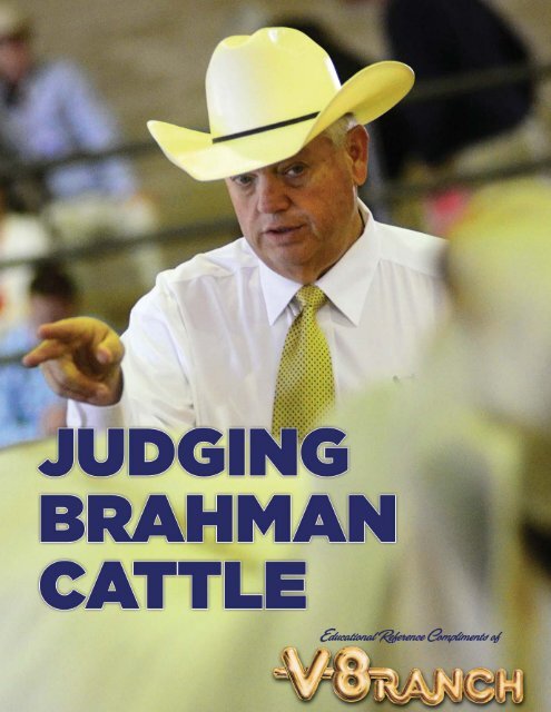 judge Brahman cattle - V8 Ranch