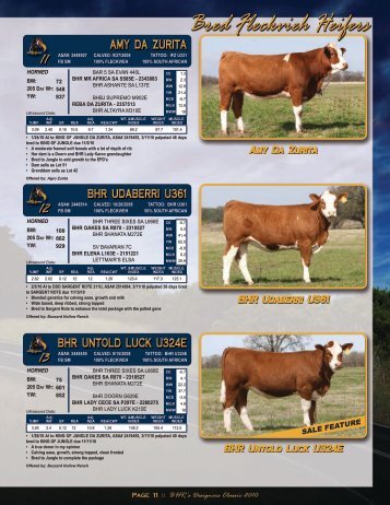 Bred Fleckvieh Heifers - Fullblood Simmental Fleckvieh Federation