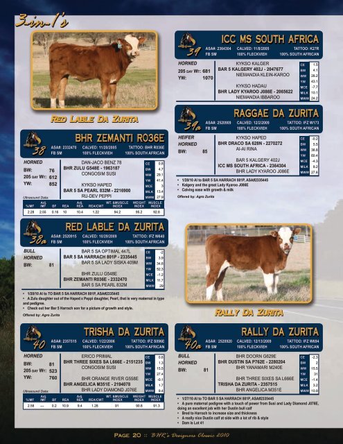 Bred Fleckvieh Heifers - Fullblood Simmental Fleckvieh Federation