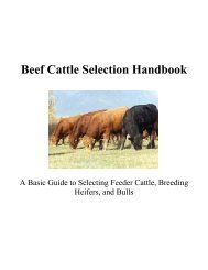 Beef Cattle Selection Handbook - The Judging Connection .com