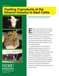 Feeding Coproducts of the Ethanol Industry to Beef Cattle