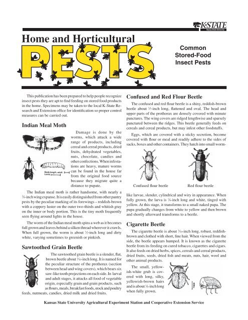 Insects in Stored Food