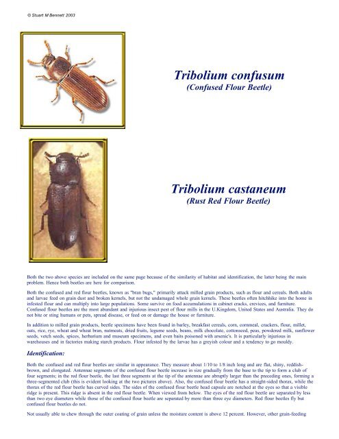 Tribolium confusum Tribolium castaneum