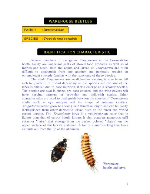 Attractant for Carpet Beetle, Warehouse Beetle, and more — Insects Limited
