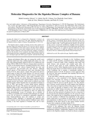 Molecular Diagnostics for the Sigatoka Disease Complex of ... - CBS