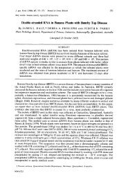 Double-stranded RNA in Banana Plants with Bunchy Top Disease