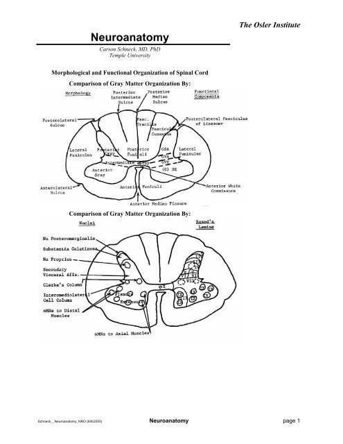 cervical plexus - Draw it to Know it - Neuroanatomy Tutorial 