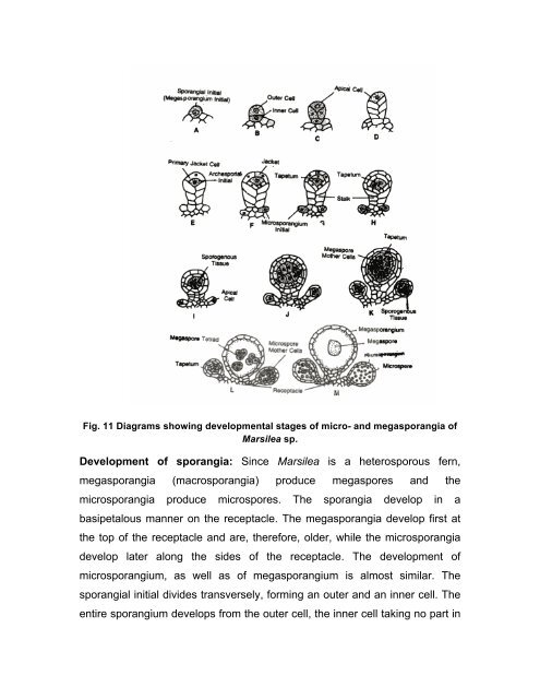 Morphology of Marsilea Systematic position Kingdom : Plantae - CEC