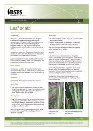 Leaf scald IS13002 - BSES