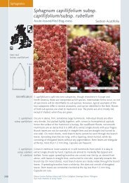 Sphagnum capillifolium subsp. capillifolium/subsp ... - BBS Field Guide