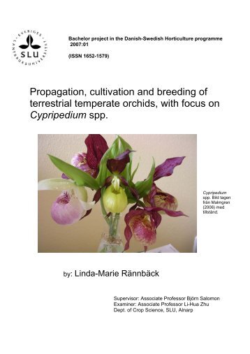 Propagation, cultivation and breeding of terrestial temperate orchids ...