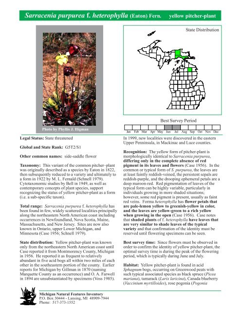 Sarracenia purpurea - yellow pitcher-plant - Michigan Natural ...