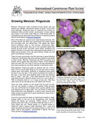 Growing Mexican Pinguicula - International Carnivorous Plant Society