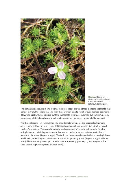 Bog moss (Mayaca fluviatilis Aubl.) - Department of Primary Industries