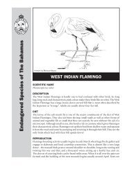 Flamingo Fact Sheet - The Bahamas National Trust