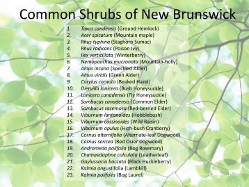 Common Shrubs of New Brunswick