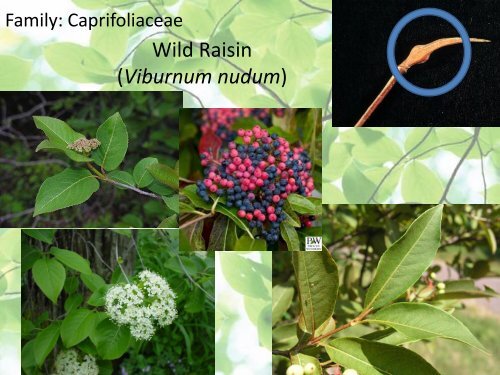 Common Shrubs of New Brunswick