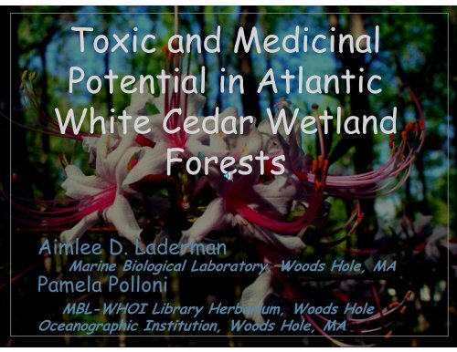 Toxic and Medicinal Potential in Atlantic White Cedar Wetland Forests