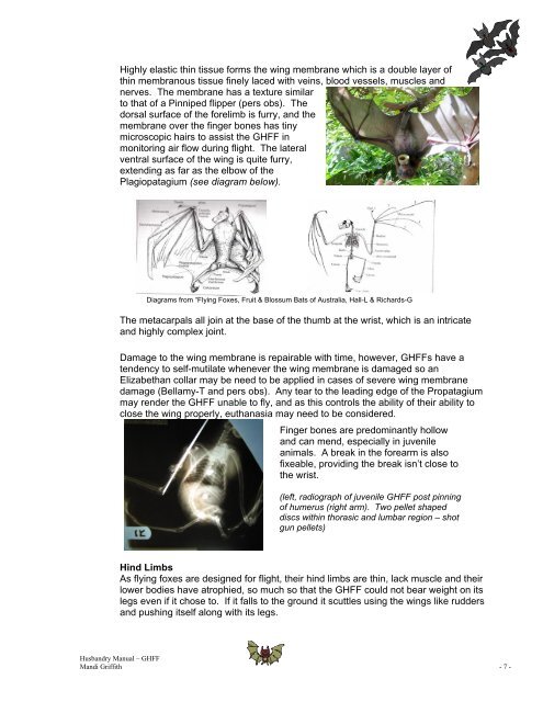 Husbandry Manual for Grey- Headed Flying Fox - Nswfmpa.org