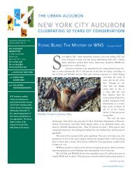 FLYING BLIND: THE MYSTERY OF - New York City Audubon