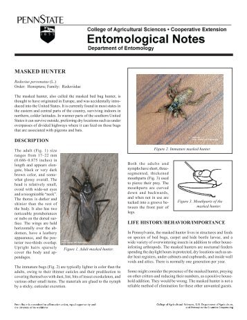 PDF version of Masked Hunter Fact Sheet - Entomology