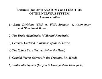 Anatomy And Function ! Of The Nervous System