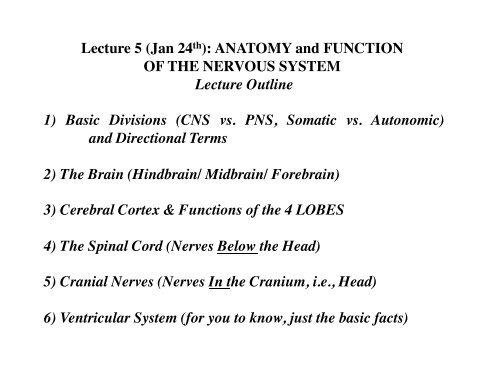 Anatomy And Function ! Of The Nervous System