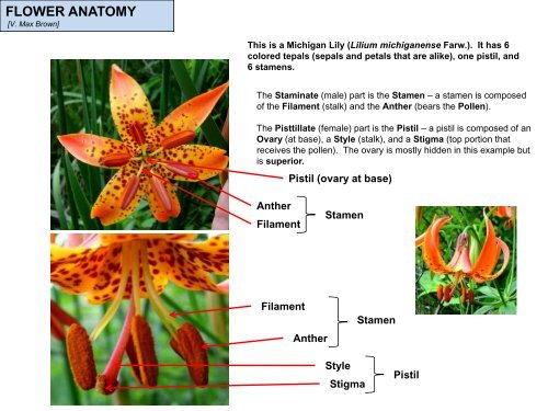 PLANT TERMINOLOGY - Flora by Max