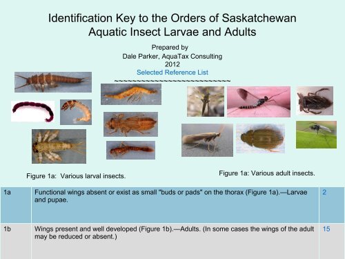 Identification Key to the Orders of Saskatchewan Aquatic Insect ...
