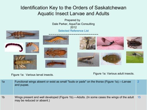 larvae identification