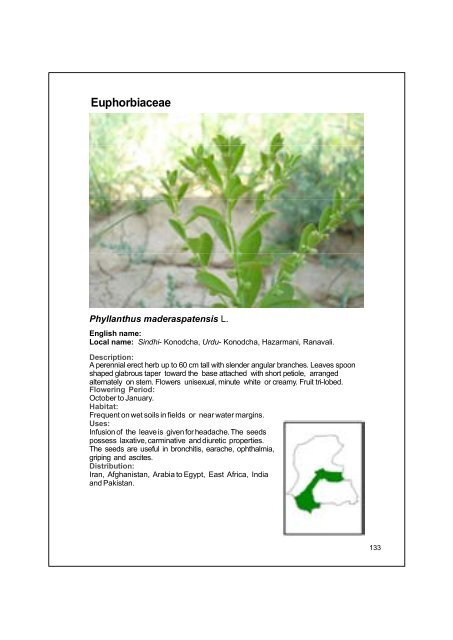 Fabaceae / Papilionaceae