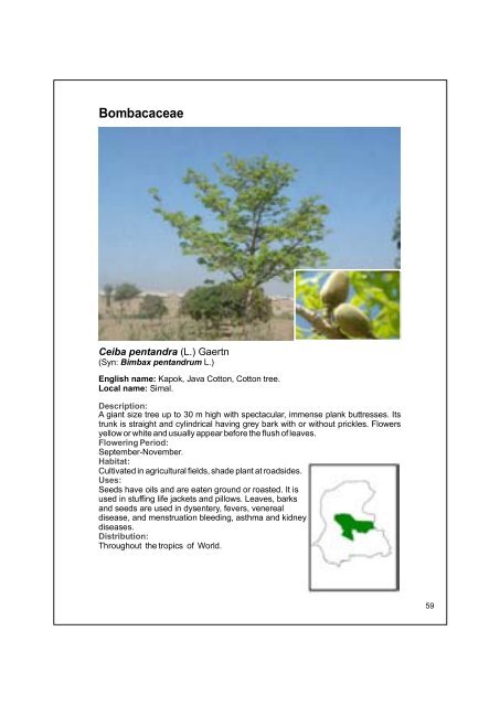 Fabaceae / Papilionaceae