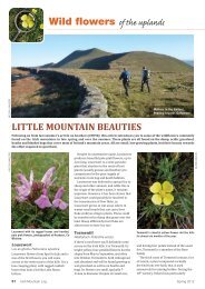 Uplands Wild Flowers Article IML101 - Mountaineering Ireland