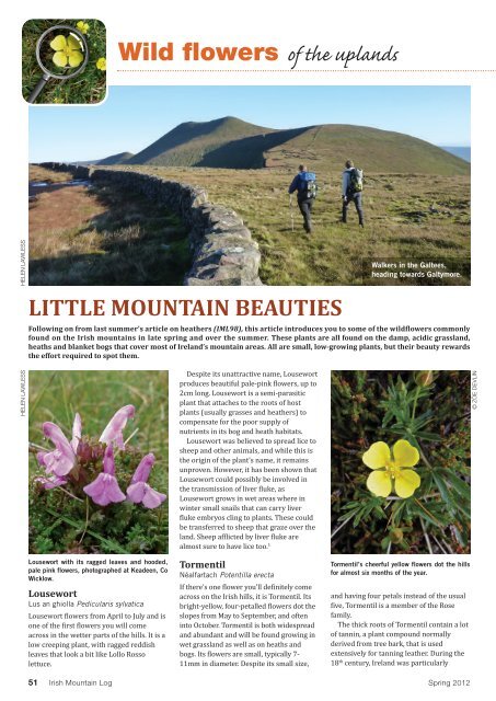 Uplands Wild Flowers Article IML101 - Mountaineering Ireland
