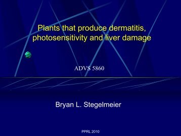 Plants that produce dermatitis, photosensitivity and liver damage
