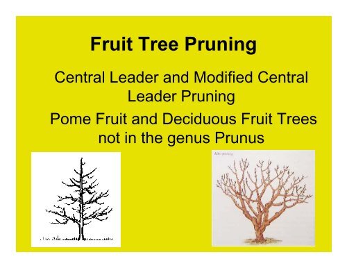 Fruit Tree Pruning Central Leader And Modified Central