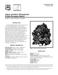 Fagus sylvatica 'Atropunicea' - Environmental Horticulture ...