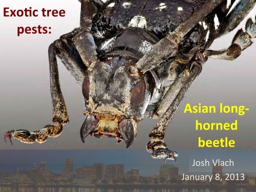 Asian Longhorn Beetle