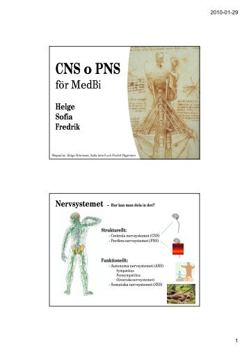 CNS o PNS - Amanuenserna