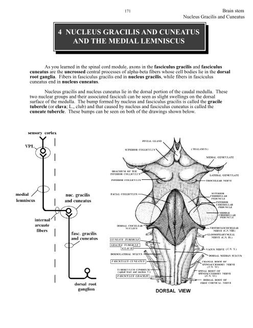Brain stem III