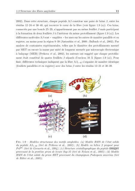 Agrégation de peptides amyloïdes par des simulations numériques