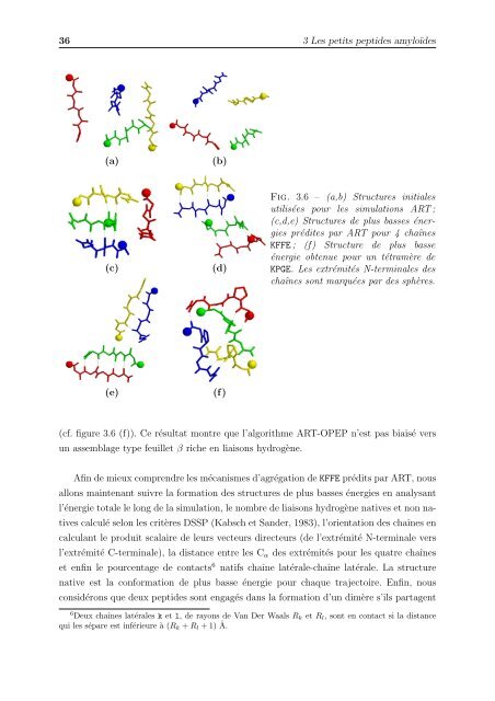 Agrégation de peptides amyloïdes par des simulations numériques
