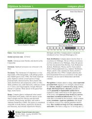 Silphium laciniatum - Michigan Natural Features Inventory ...